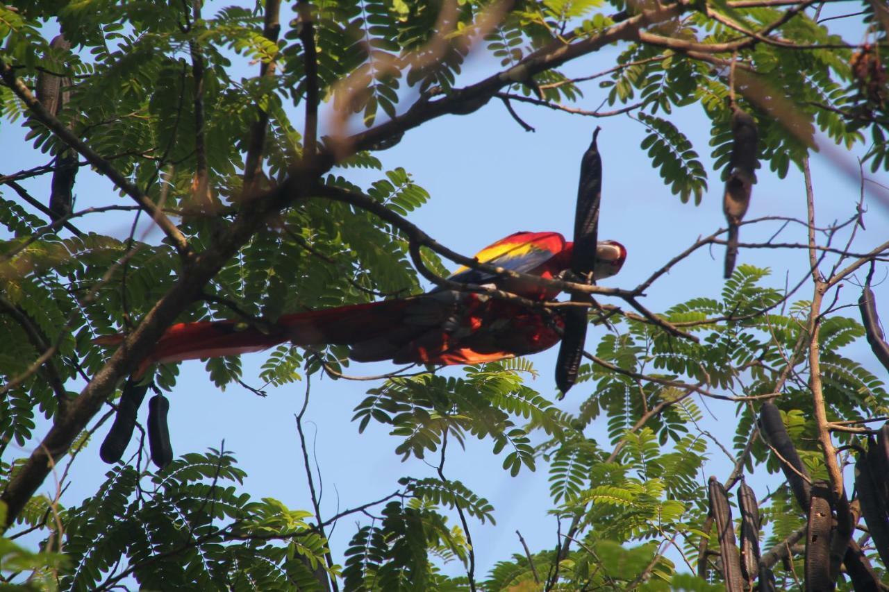 Teva Hotel & Jungle Reserve Manuel Antonio Buitenkant foto